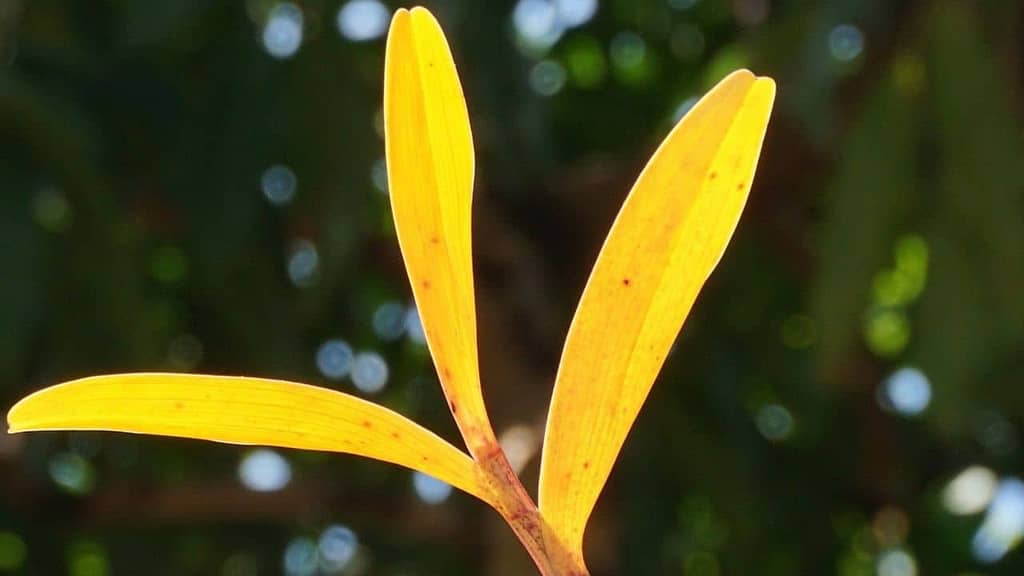 orchid leaves turning yellow