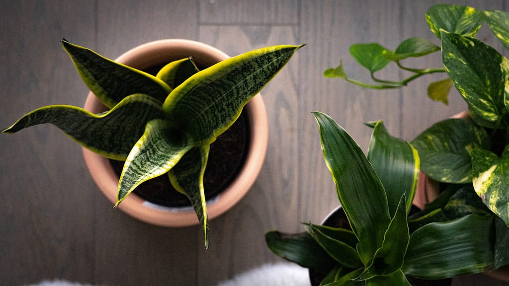 Snake Plant Leaves Turning Yellow – 4 Reasons and Solutions