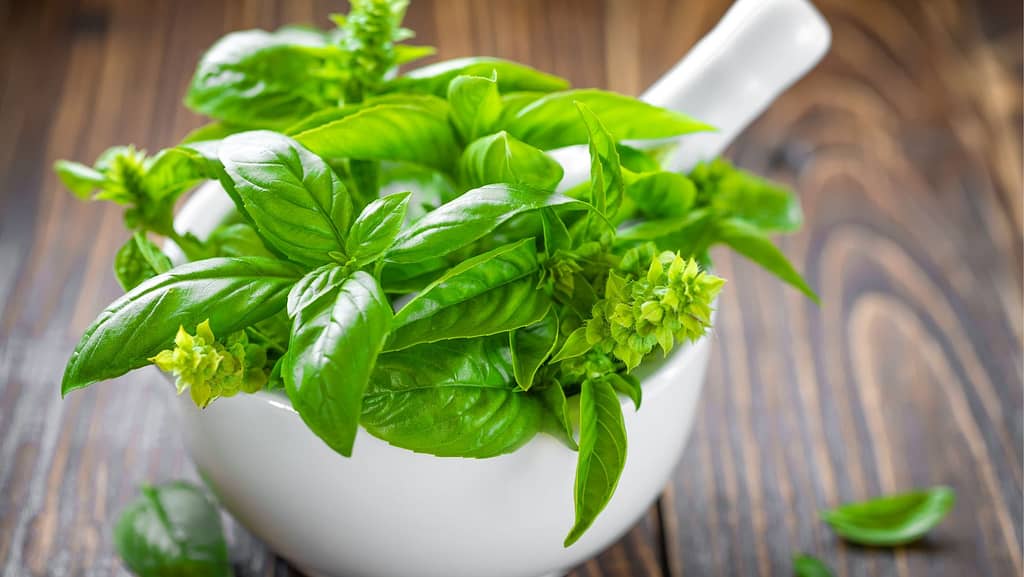 basil plant