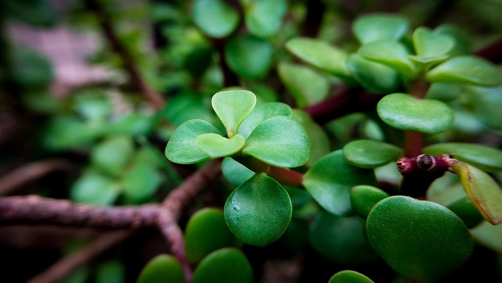 5 Shocking Reasons Why Jade Plants Turn Yellow