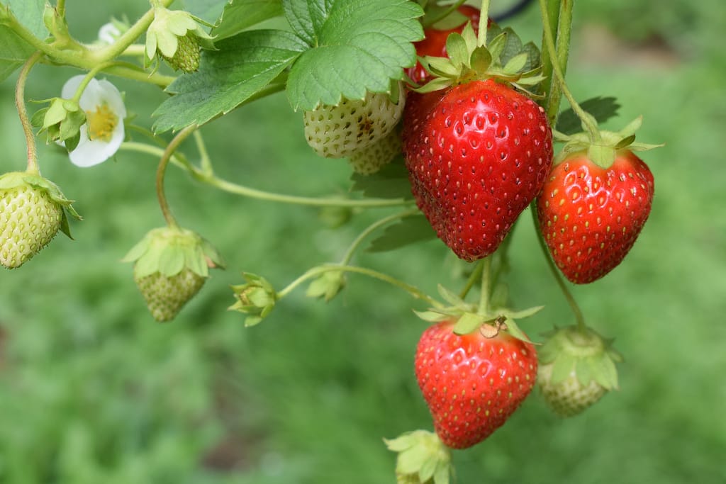 The 3 Best Strawberry Varieties to Grow in Your Home Garden