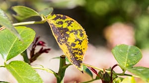 Fungal Diseases in Plants