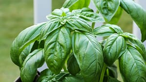 basil leaves