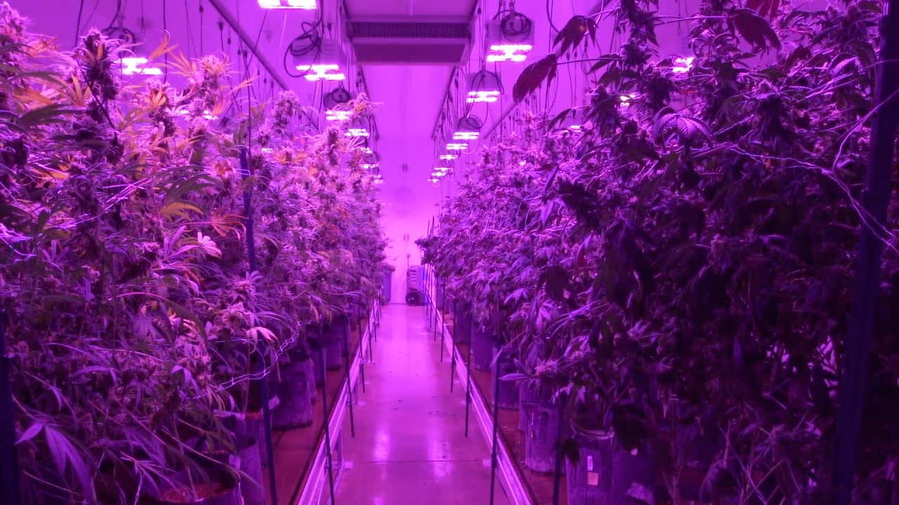 How to Use Grow Lights for Indoor Plants? Gardening Aesthetics